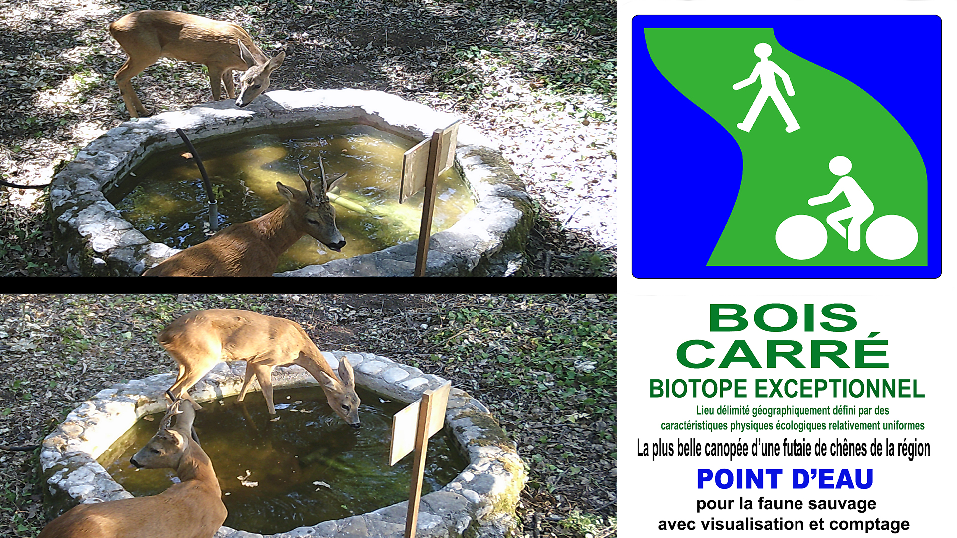 Chevreuils_Jeune_chevre_et_brocard_Bois_Carre_Eurre_point_eau_UHD_HD_DSCF1183.jpg