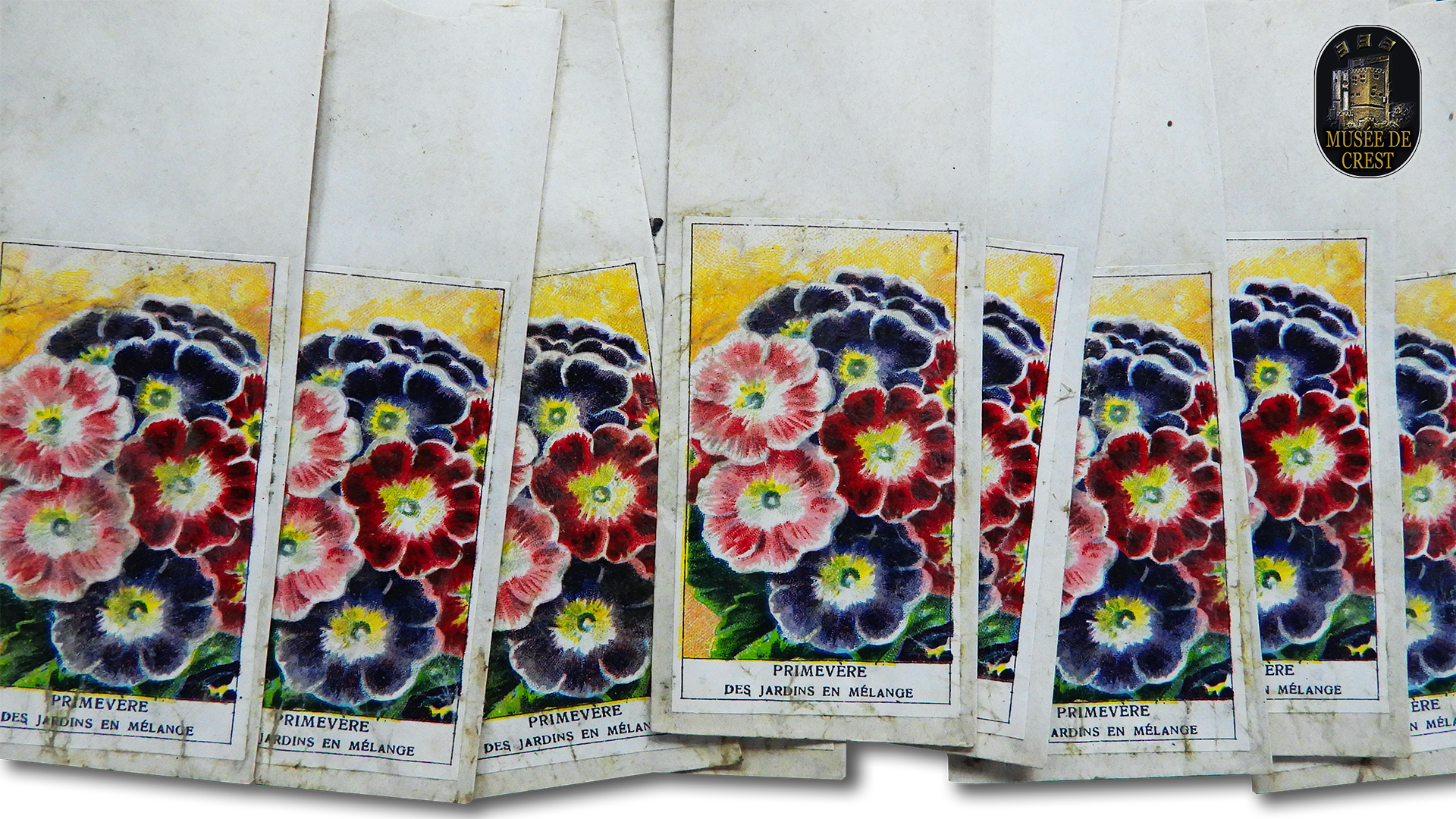 Souchard_Louis_sachets_graines_Primevere_des_jardins_en_melange_UHD_HD_MDC_DSCN4472.png